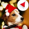 1-20PCS Christmas Pet Hat Small Dog Santa Costume Cosplay Outfit Festive Pet Clothes New Year Holiday Party Decoration Supplies