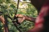 Fiskars X-Series P961 One-Handed Garden Pruner