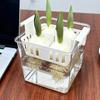 Hydroponic Containers with Breathable Support Basket Tulip Seed Hydroponic Flowerpot 4 Holes Soilless Flower Pot Home Decoration