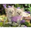 5D Diamond Painting Cat Animal Flower DIY Crystal Diamond Embroidery Cross Stitch