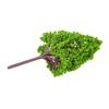 12PCS Plastic Model Trees Architectural Models for Railroad Layout Garden Landscape Scenery Style 2