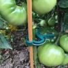 30PCS Plant Clips Reusable Greenhouse Bracket For Fixed Plants Vine Flower Seedling Tomatoes Support Garden Supplies