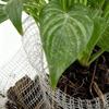 15 Pack Mole Net Underground Wire Baskets for Bulb Planting, Tree Roots, Vegetable Garden