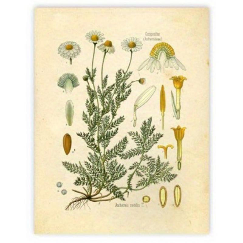 Винтажные ботанические принты диких цветов, настенное искусство Ink Inc, образовательные ботанические таблицы и плакаты, декор для дома и класса