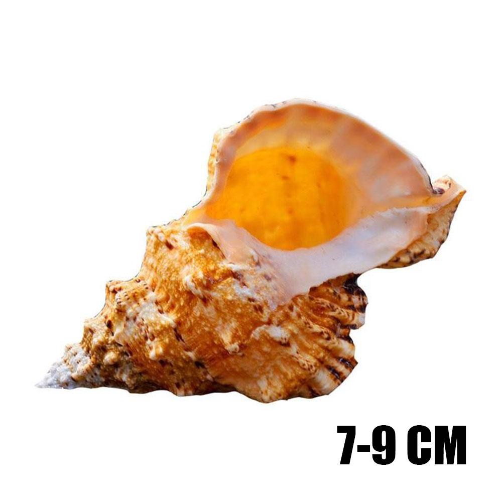 Крупномасштабное морское украшение Урок подготовки Натуральная ракушка Ракушка Творческий дом Подарки Декор Комнаты Статуэтки Для Интерьера Стола