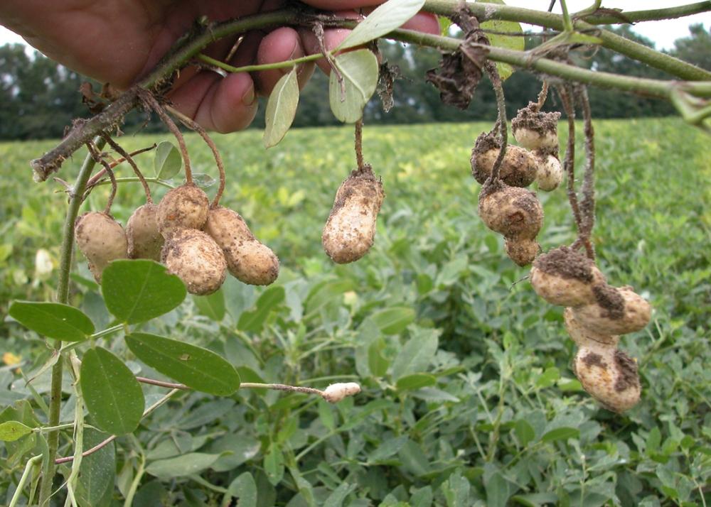 SAFLAX Арахисовое растение - 8 семян - Arachis hypogaea