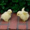 Easter Children Cognition Kids Birthday Gift Chicken Model Animal Doll Plush Toy Simulation Chick
