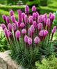 50 Kansas Plume Seeds - Liatris Spicata - Purplish Pink - Breedable Peasant Seeds - SemiWild