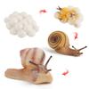 Kids Cognitive Snail Growth Cycle Cycle Mantis Figurine Praying Mantis Toy Life Cycle Figures