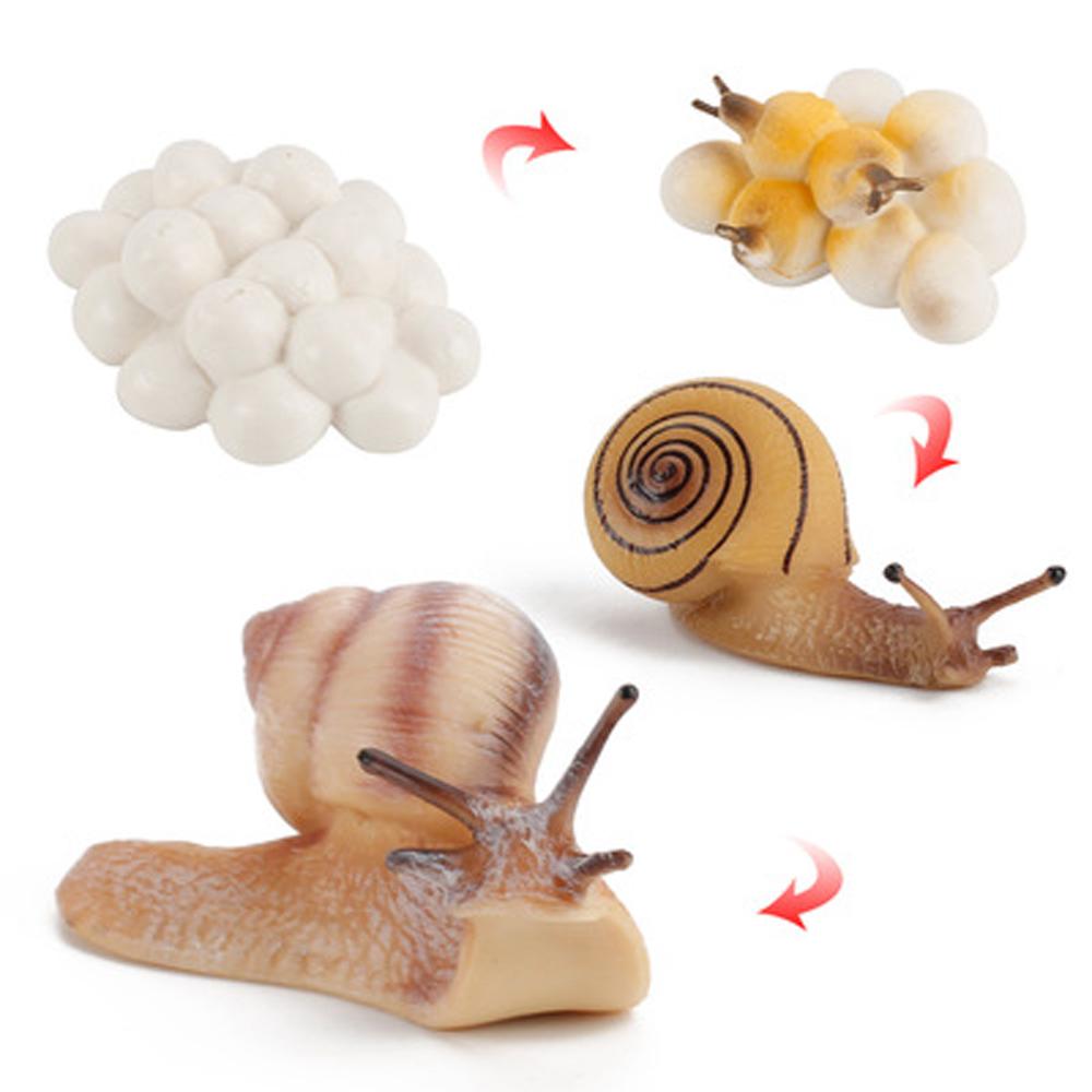 Kids Cognitive Snail Growth Cycle Cycle Mantis Figurine Praying Mantis Toy Life Cycle Figures