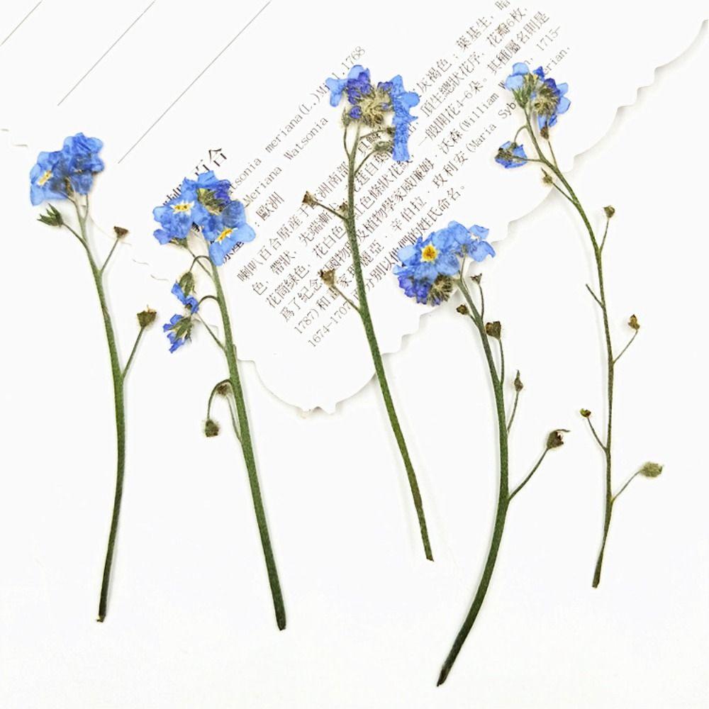 DIY Candle Making Card Jewelry Forget-Me-Not with Stem Pressed Flower Don't Forget Me Dried Flowers