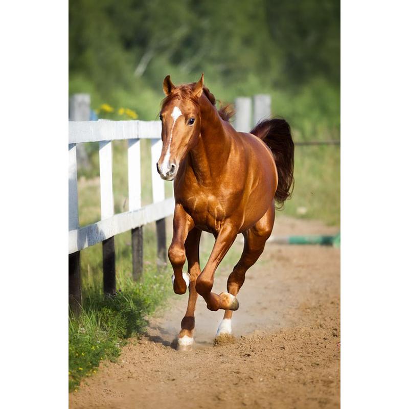 Лошадь DIY 5D алмазная живопись полная круглая дрель животное Алмазная вышивка крестиком мозаичные наборы Смола стены книги по искусству домашний декор