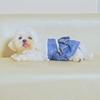 Yousheng Dog Menstrual Pant Женское нижнее белье для собак во время менструации Стирающиеся подгузники для домашних животных Гигиенические трусики для щенков Защитные брюки для мочеиспускания