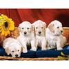 Полный 5D Diy Алмазная картина Мультфильм Щенки Вышивка Крестом Домашний Декор Ручной Подарок