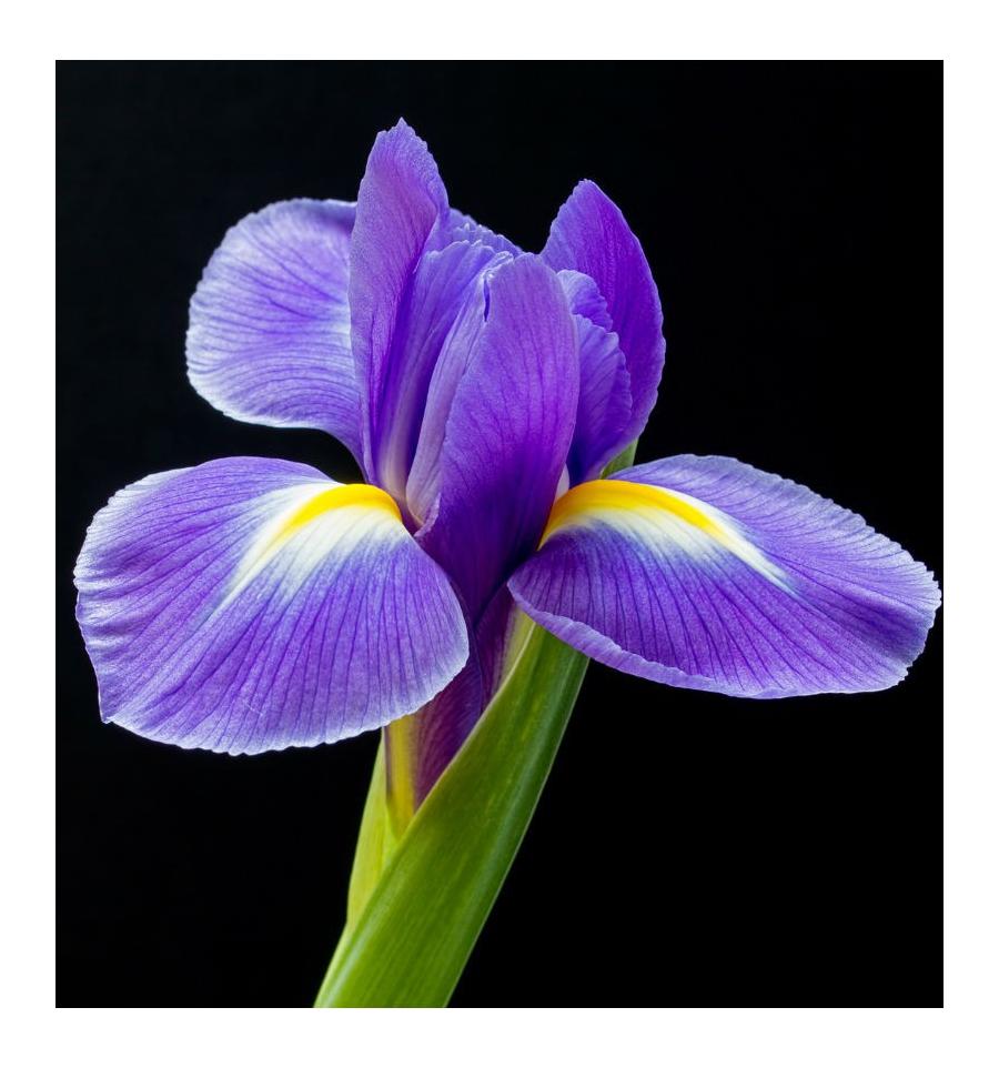 Yodeyma Celebrity Woman Парфюмированная парфюмированная вода для женщин 15 мл