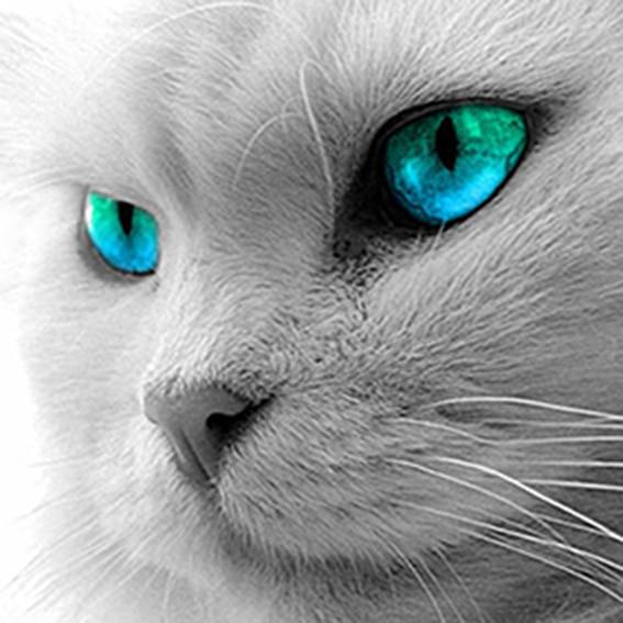 5D Алмазная картина Мультфильм Сова Прибытие Полный круглый Алмазная вышивка Продажа Мозаика Кот