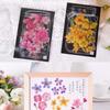 DIY Hand Account Diary PET Sticker Pack Stickers Fresh Plants Material Stickers
