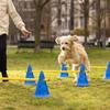 Durable Pet Training Set Portable Pets Jumping Bar Dogs Running Jumping Stakes  Hurdle Training