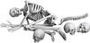 Spallach Skeleton Set 3D Printer Kit SPU31735 1/35