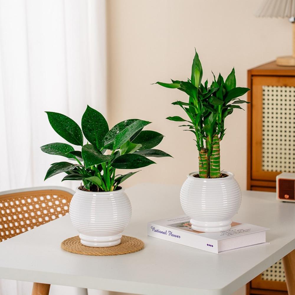 Removable Flowerpot Plastic Office Bonsai Decor Fashion Mini Succulent Planter Tabletop Vase
