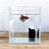 Biological for Aquarium Hanging Fish Tank Accessory Aquarium Filter Pet Supplies Bio-Sponge Filter