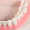 Typodont Demonstration Study Flesh Pink Gums Denture Model Teeth Model Standard Teeth Model