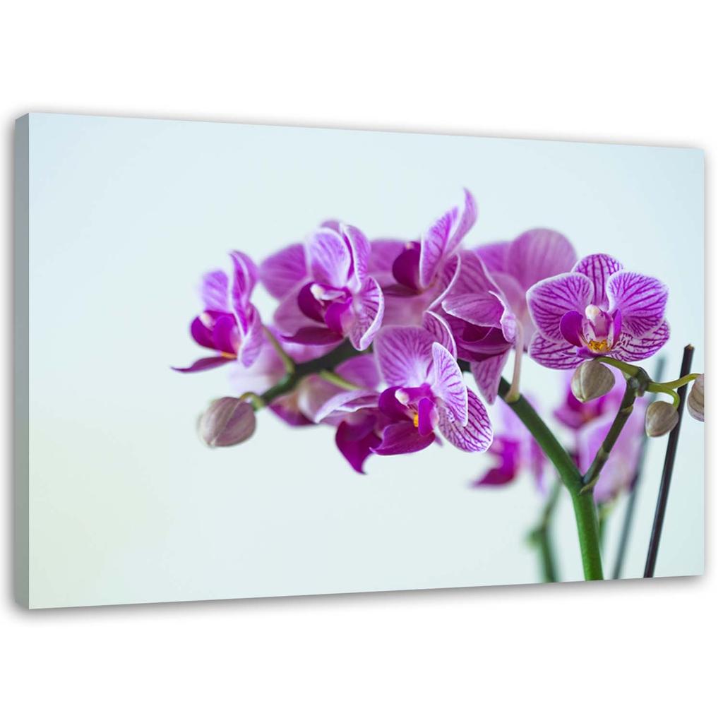Canvas Print, Orchid Branch