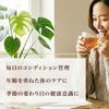 Daito Korean Red Ginseng Tea 20 Bags Extracted from Red Ginseng Herbal Beverage