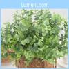 Branch Globulus Eucalyptus For Garden Party Photography Props Decoration