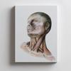 Neck Muscles - Anatomical Poster Neck Muscles - Anatomical Poster, 30X40 Cm, Black Aluminum Frame, 230 Gsm Matte Paper