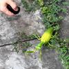 Нетоксичный RC Животное Робот Муравей Антистресс Насекомые Игрушки Инфракрасный Симулятор Паук Пчела Муха Богомол Электрическая Игрушка Для Детей Розыгрыш Насекомые Питомцы Игрушка