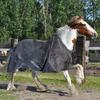 Зимние одеяла для лошадей, флисовые, теплые, для ухода за лошадью, термоодеяла для упражнений с лошадью