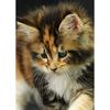 DIY кошка 5D алмазная живопись полная круглая дрель животное Алмазная вышивка крестиком горный хрусталь мозаика комплект украшение дома подарок