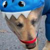 Shark Shape Border Collie Raincoat Big Dog Rain Poncho Husky Outdoor Four Legs Waterproof Clothes