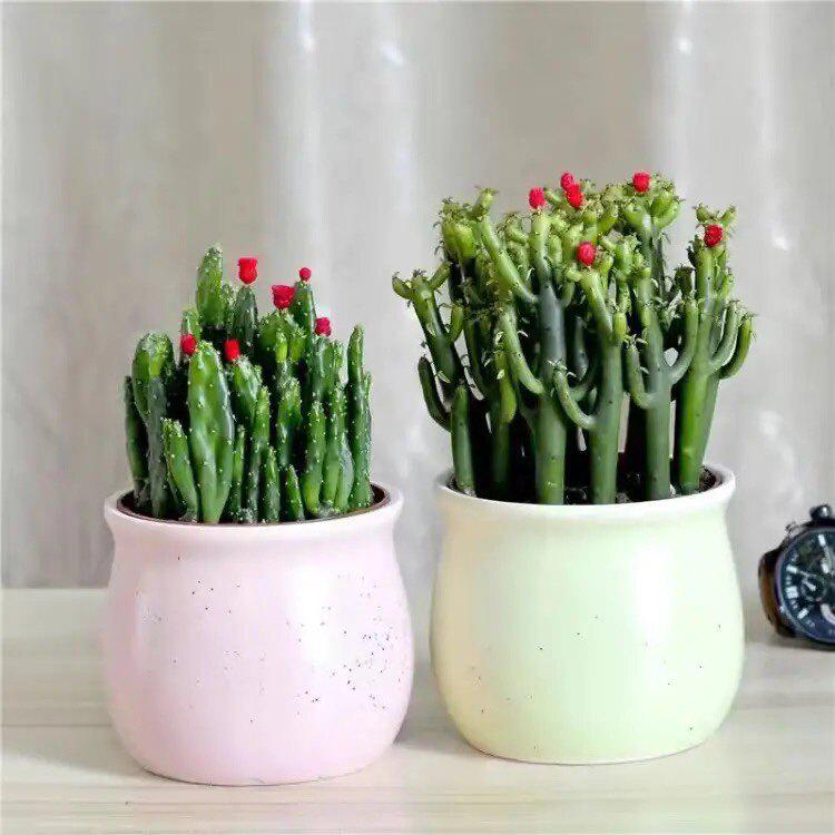 Easy-Care Succulent Arrangement: Wealth-Attracting Mountain Cacti & Flowers for Office or Living Room Décor