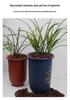 Special Fermented Pine Bark Substrate for Clivia, Phalaenopsis, and Dendrobium Orchids, New Zealand Bark for Top Dressing