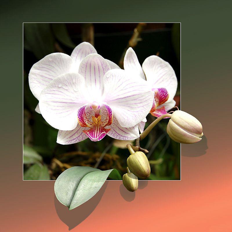 Новое поступление Алмазная картина Роза полная круглая дрель Алмазная вышивка распродажа цветок вышивка крестиком домашний декор ремесленный комплект