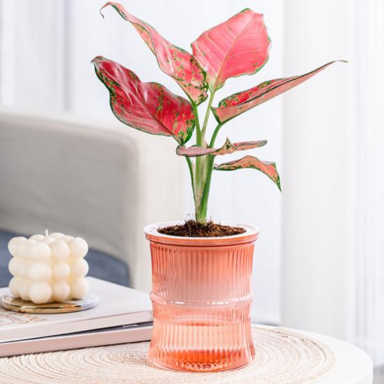 Самополивающийся кашпо для цветов с резервуаром, дренажными отверстиями, прозрачным бамбуковым дизайном, горшок для растений для африканской фиалки, суккулентов