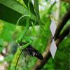 16PCs Reflective Bird Repeller Hanging Deterrent Scare Shiny