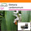 Garden in the Bag - Кардамон - 20 семян - С субстратом в подходящем пакете - Elettaria cardamomum