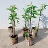 Dwarf Cherry Tree Seedling