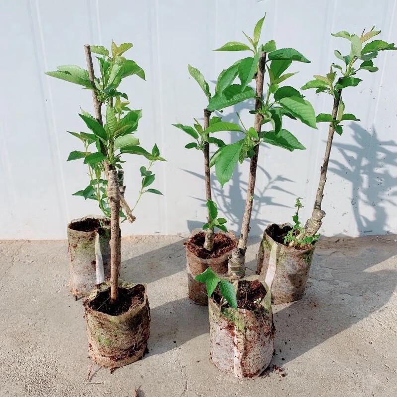 Dwarf Cherry Tree Seedling