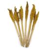 Dried Cantal Grass Bunch Amber Set of 6