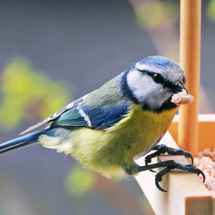 Karmnik Drewniany Domek Dla Ptaków Duży Xxl Wiszący I Na Okno, Balkon