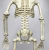 Skeleton Figure Object Drawing 40cm Model Interior Halloween