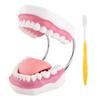 Teeth Model Demonstration Teaching Teeth Model for Kindergarten