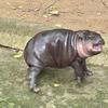 Футболка Moo Deng Tiny Baby Hippo Star Thailand Cute Pygmy Hippo Unisex для мужчин и женщин с принтом и круглым вырезом