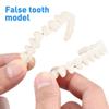 28 Pcs Resin Denture False Teeth Make Your Own Dental Training Models  Dental Supply Accessory