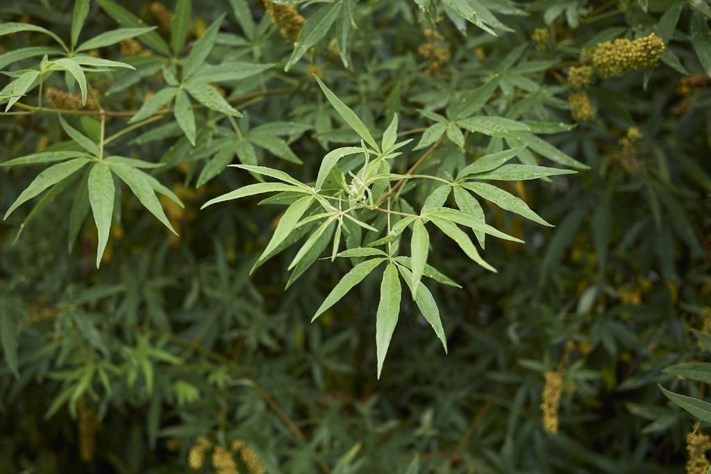 SAFLAX Garden in the Bag - Monk's Pepper - 30 семян - С субстратом в подходящем пакете - Vitex agnus-castus