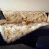 Waterproof Plush Dog Bed with Fox Fur Blanket and Cushion